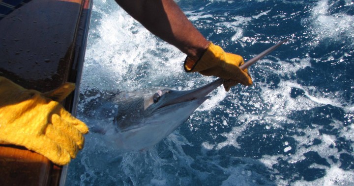 Marlin Fishing