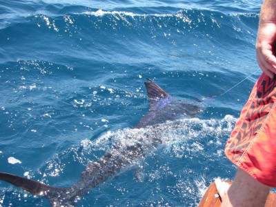 Marlin Fishing