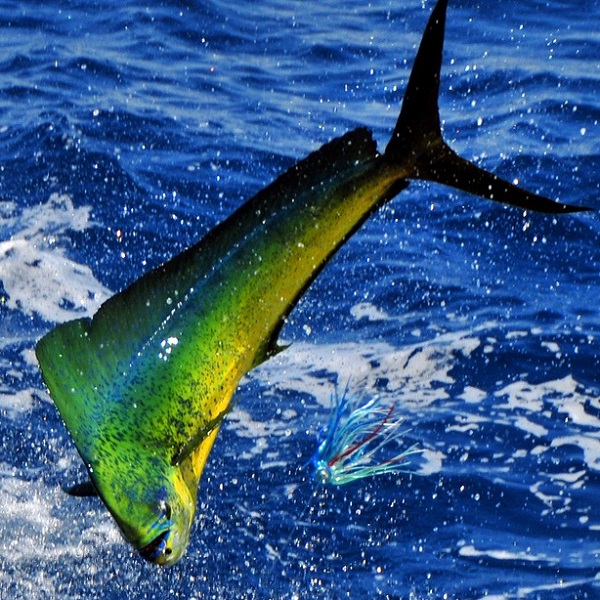 San Carlos Dorado Fishing